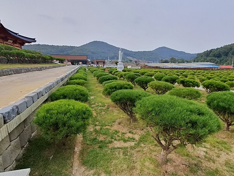 김포 애기봉자연장 수목 조경 전경