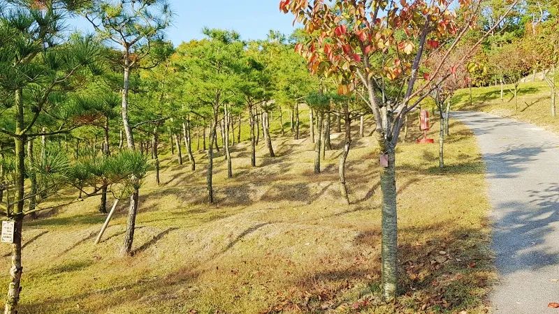 안성자연장 단풍나무와 산책로 가을 경관