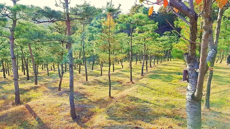 안성자연장 소나무 숲 자연장 황금빛 경관
