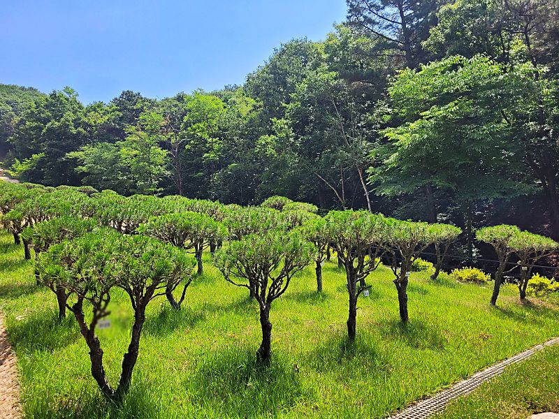 김포 청솔수목장 수목 공간