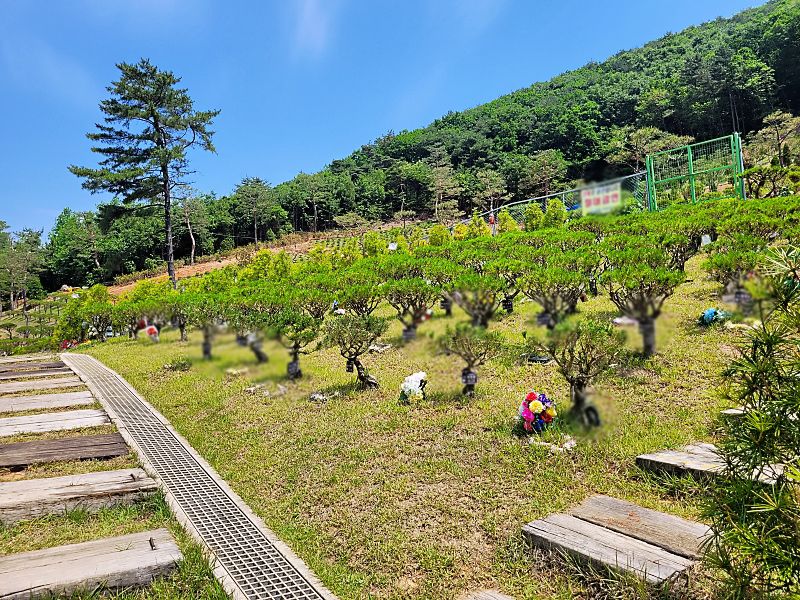 김포 청솔수목장 수목 안치 구역