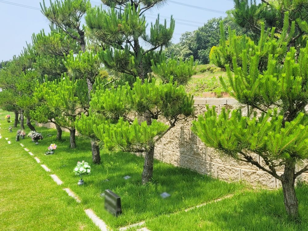 화성 자연장 소나무 안치 전경
