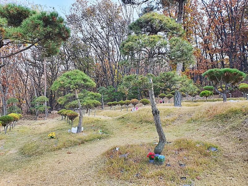 일산 자연장 수목 안치 공간