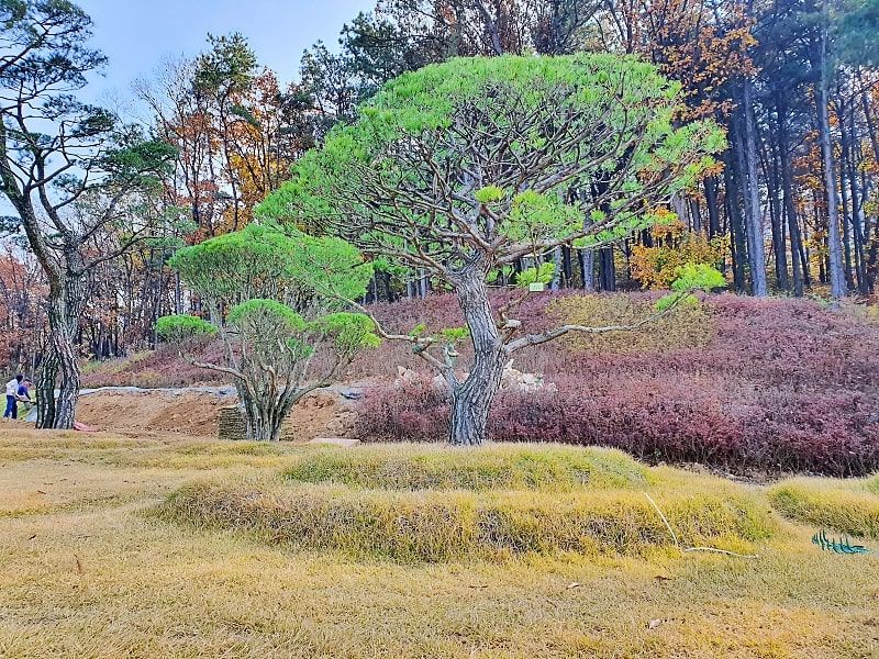일산 자연장 수목 구역 전망