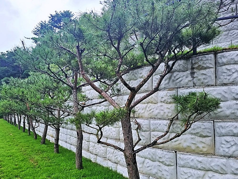 남양주 자연장 수목 조경 전경
