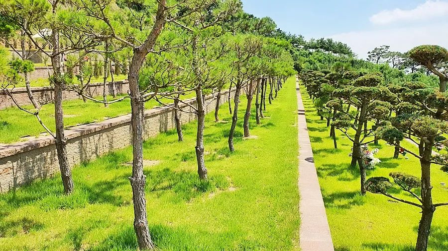 평택 자연장 소나무 조경 전경